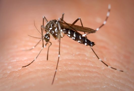 As infecções por chikungunya devem aumentar esse ano (Foto: divulgação)