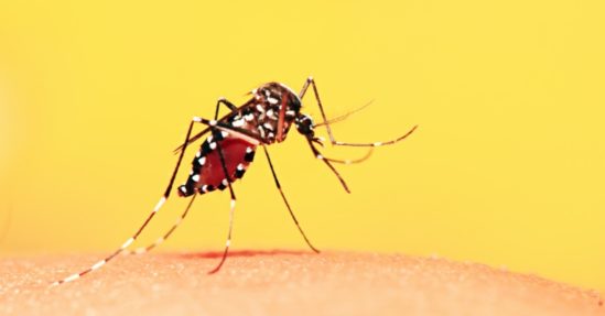 Doença é transmitida por mosquito (Foto: reprodução)