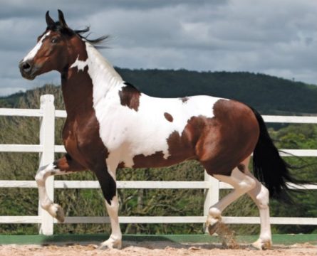 Mangalarga Marchador (Foto: Portal Equestre)
