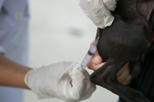Vacinação em cães e gatos (Foto: Marcos Gonçalves/Secom)