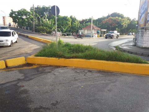 mato-alto-01