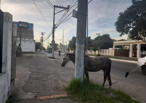 Cavalo solto na rua causa acidente de trânsito em João Pinheiro e