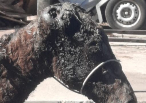 Homem suspeito de maus tratos a cavalo morto é preso no interior